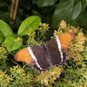 Meet your Posher, Jimenez